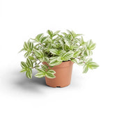 Tradescantia ‘Brightness’ im Kulturtopf.