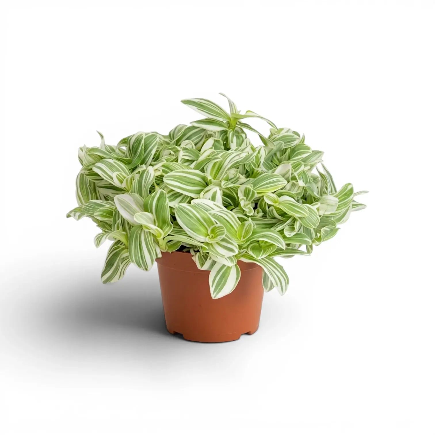 Tradescantia ‘Brightness’ im Kulturtopf.