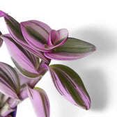 Tradescantia cerinthoides ‘Nanouk’ close-up of leaf on white background.
