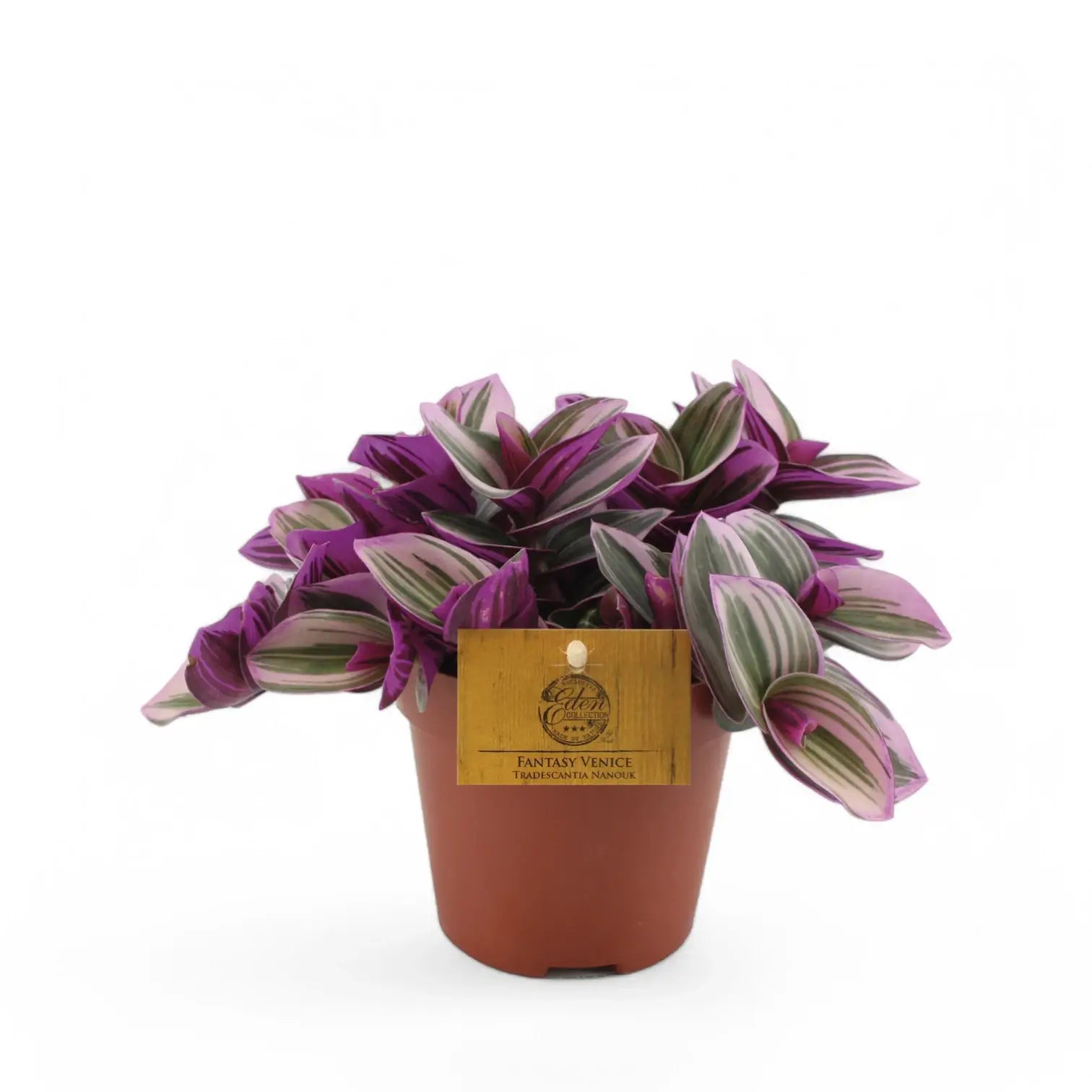 Tradescantia cerinthoides ‘Nanouk’ potted plant in nursery pot on white background.