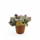 Tradescantia cerinthoides ‘Nanouk’ potted plant in nursery pot on white background.