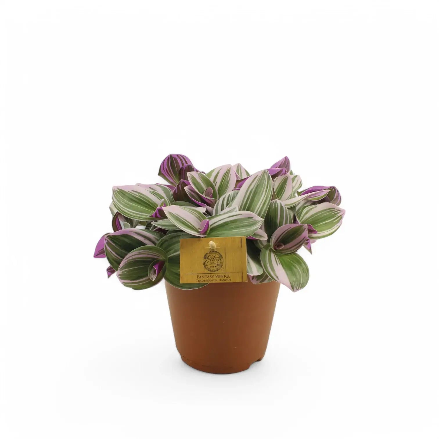 Tradescantia cerinthoides ‘Nanouk’ potted plant in nursery pot on white background.