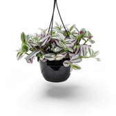 Tradescantia cerinthoides ‘Nanouk’ potted plant in nursery pot on white background.