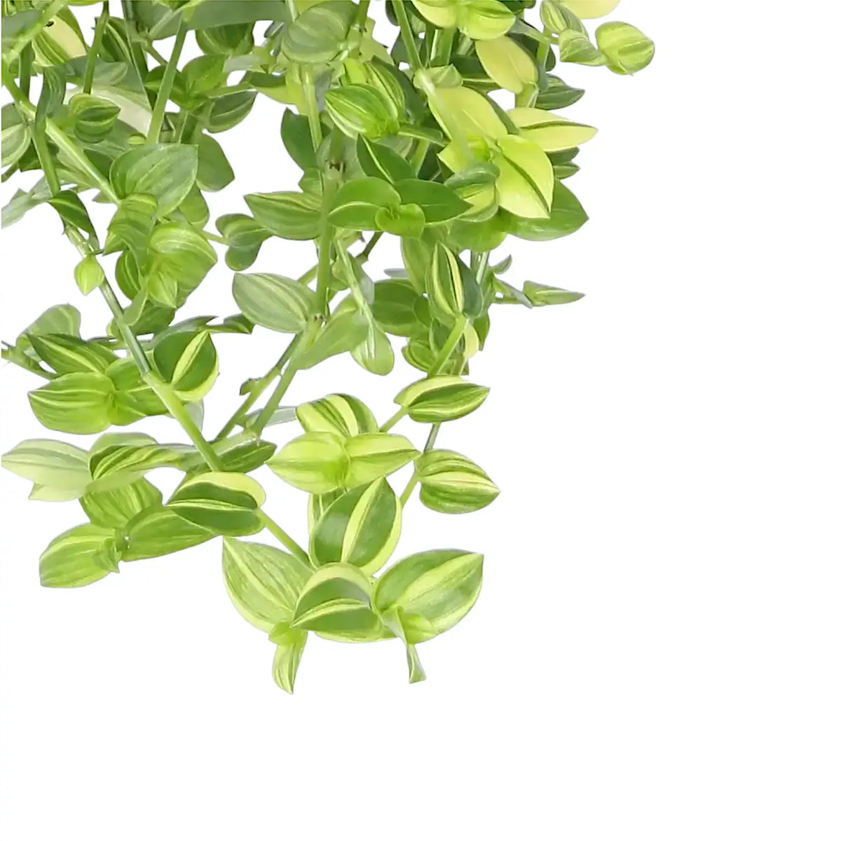 yellow leaves on hanging plants Tradescantia fluminensis 'Yellow Hill' – Foliage Factory
