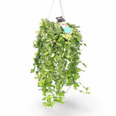 Tradescantia fluminensis ‘Yellow Hill’ potted plant in nursery pot on white background.