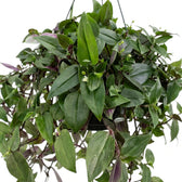 Nahaufnahme der dicht stehenden Blätter von Tradescantia ‘Green Hill’ in einer Blumenampel