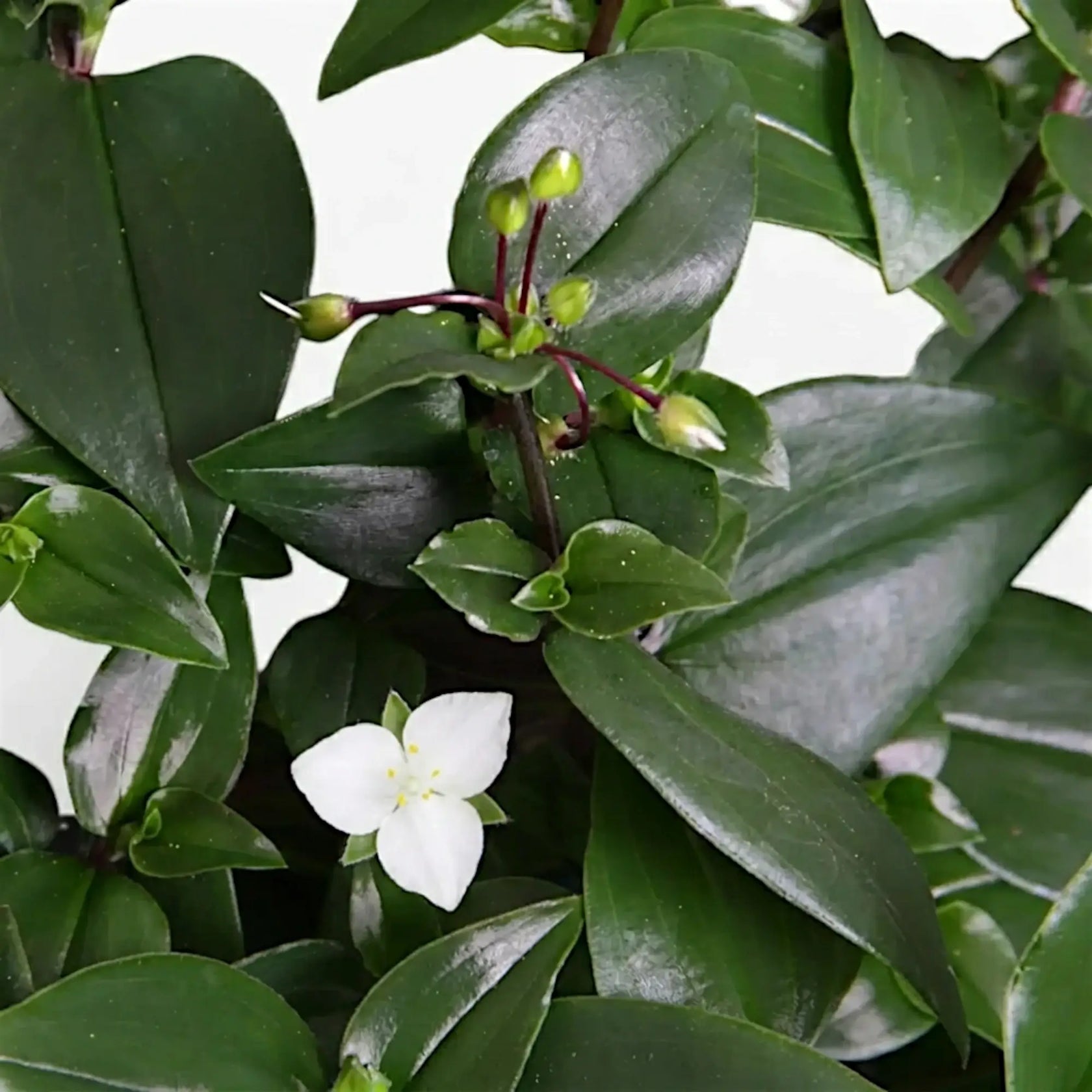 Nahaufnahme der Blätter von Tradescantia ‘Green Hill’ mit einer kleinen weißen Blüte
