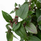 Detailaufnahme einer weißen Blüte von Tradescantia ‘Green Hill’ zwischen grünen Blättern