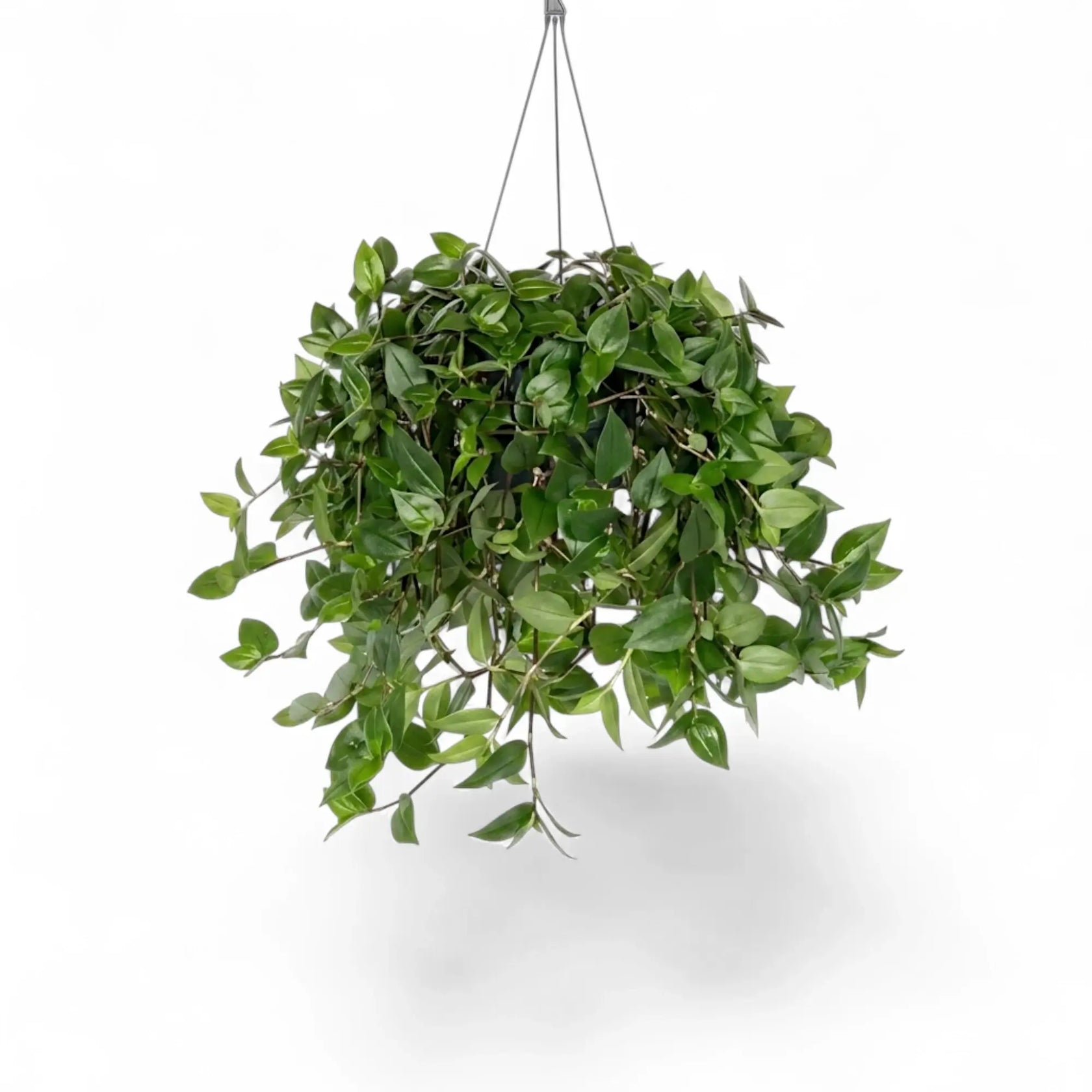 Tradescantia ‘Green Hill’ im Hängetopf, schräg von vorn