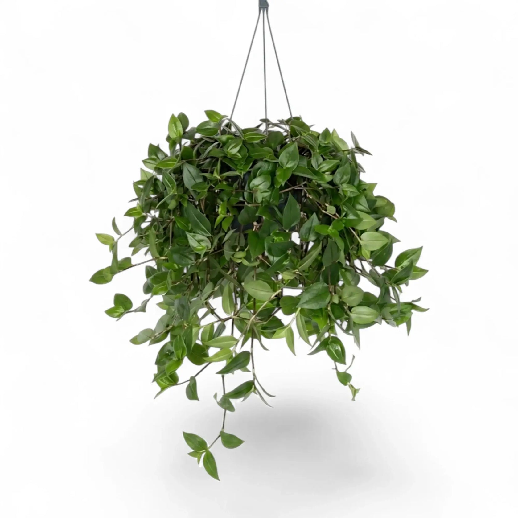 Gesamtansicht einer hängenden Tradescantia ‘Green Hill’ mit langen, grünen, herabhängenden Trieben
