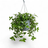 Tradescantia ‘Green Hill’ mit herabhängenden Trieben im Hängetopf, von der Seite