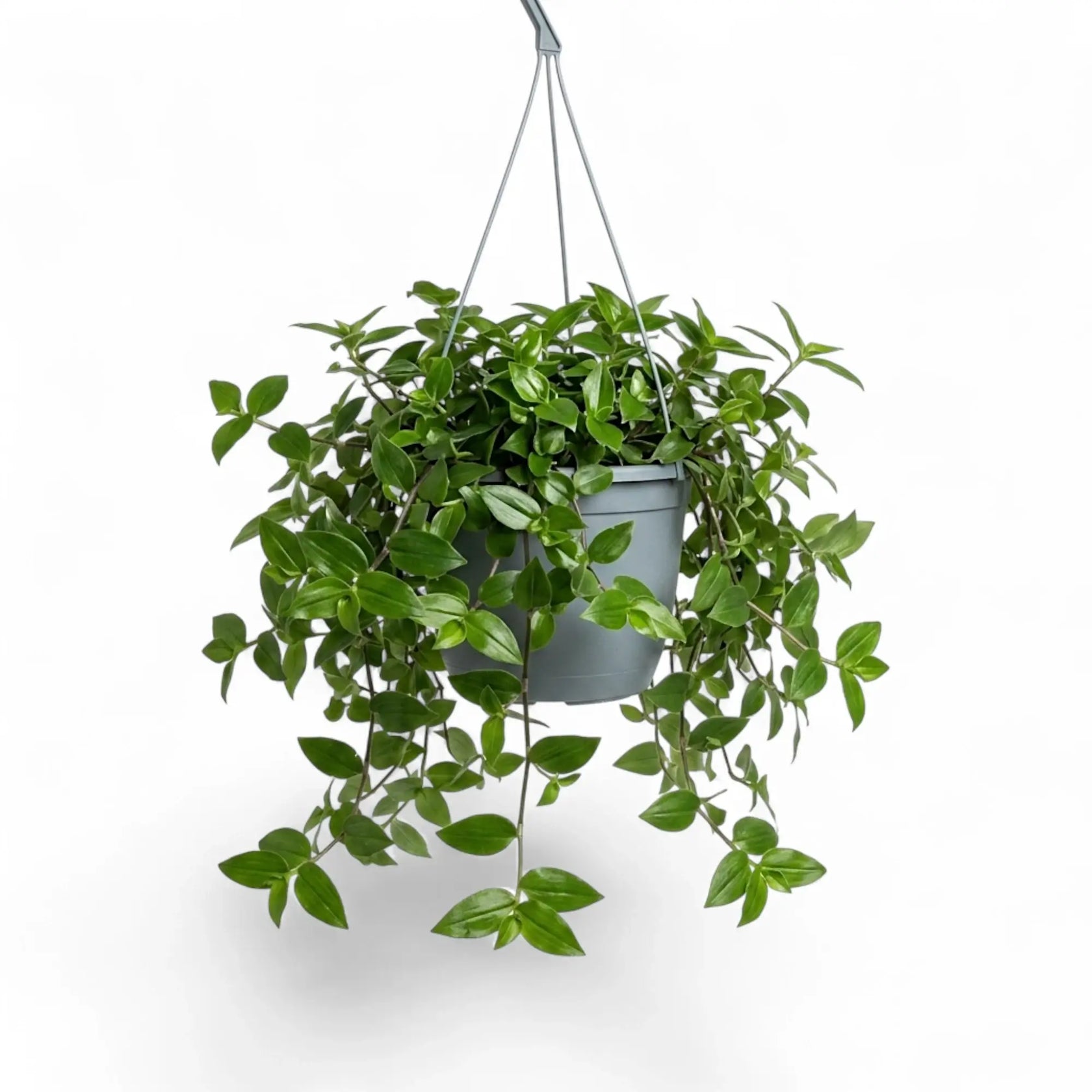 Tradescantia ‘Green Hill’ mit herabhängenden Trieben im Hängetopf, von der Seite
