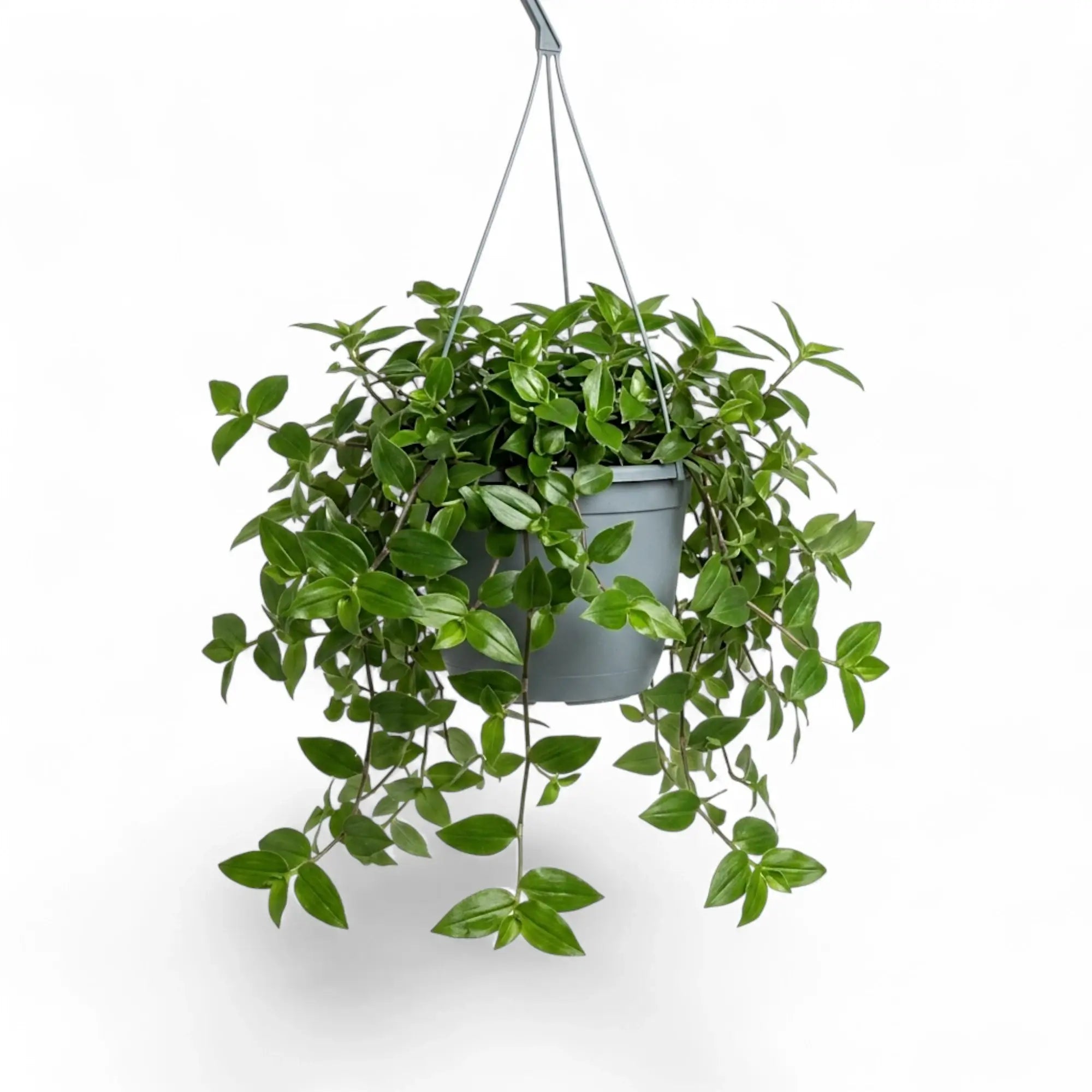 Tradescantia ‘Green Hill’ mit herabhängenden Trieben im Hängetopf, von der Seite