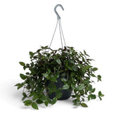 Tradescantia ‘Green Hill’ im Hängetopf mit dunkelgrünen, herabhängenden Blättern