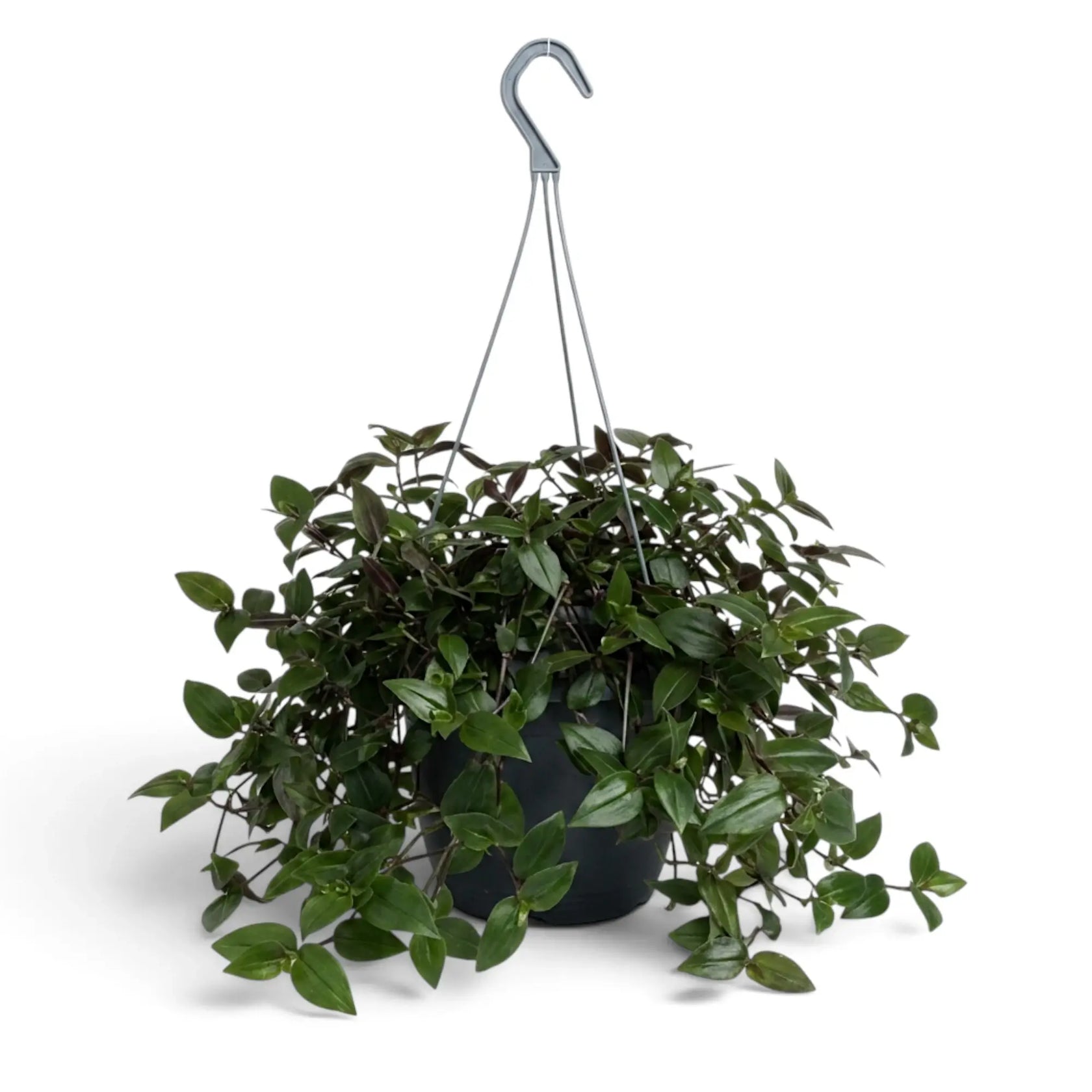 Tradescantia ‘Green Hill’ im Hängetopf mit dunkelgrünen, herabhängenden Blättern