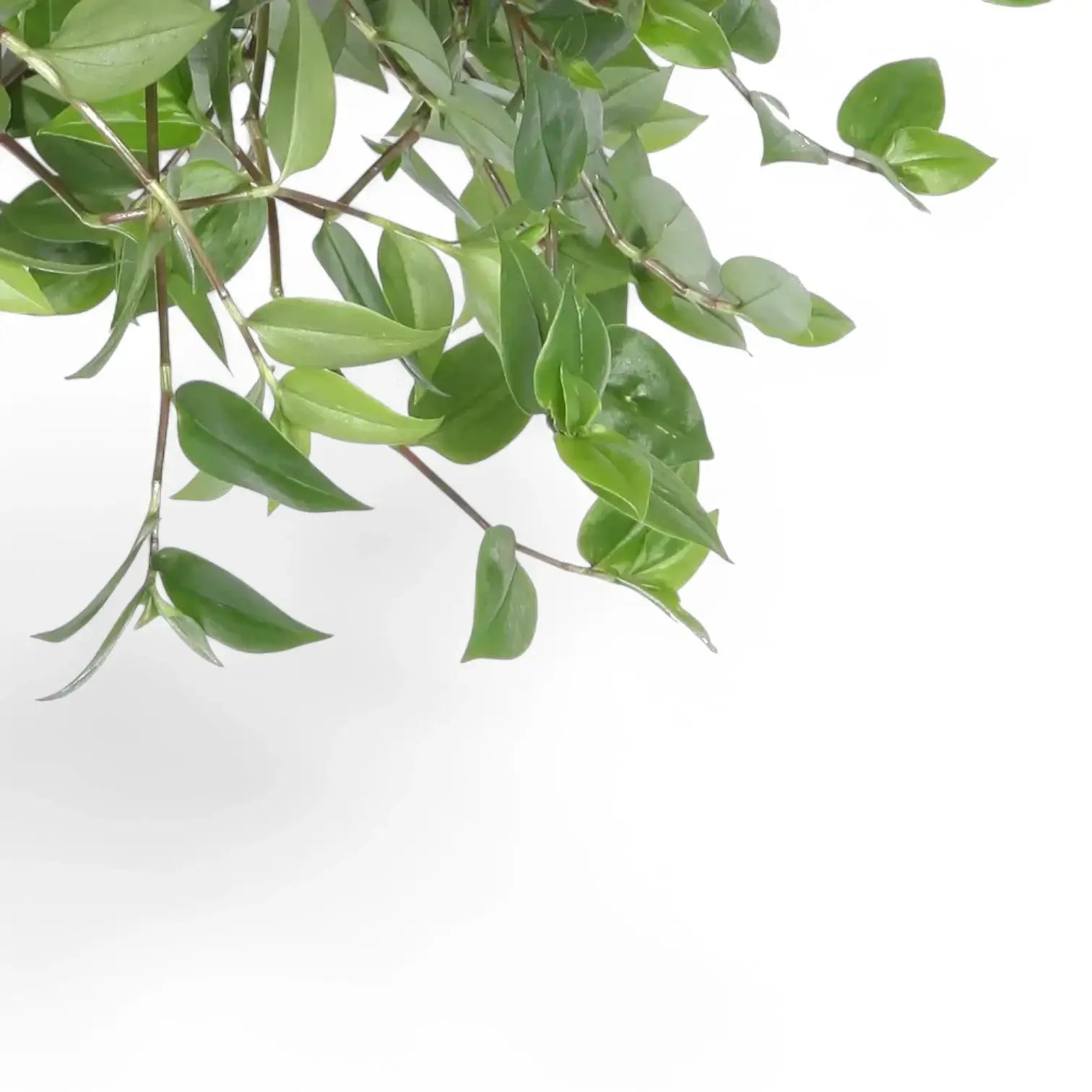 Nahaufnahme eines Blatts von Tradescantia mundula ‘Green Hill’ vor weißem Hintergrund.