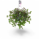 Tradescantia mundula 'Green Hill' – Zimmerpflanze im Kulturtopf auf weißem Hintergrund, Produktfoto 3.