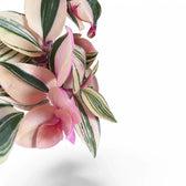 Tradescantia mundula 'Lisa' leaf detail on white background.