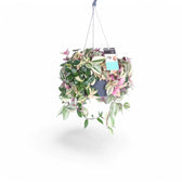 Tradescantia mundula 'Lisa' potted plant in nursery pot on white background.