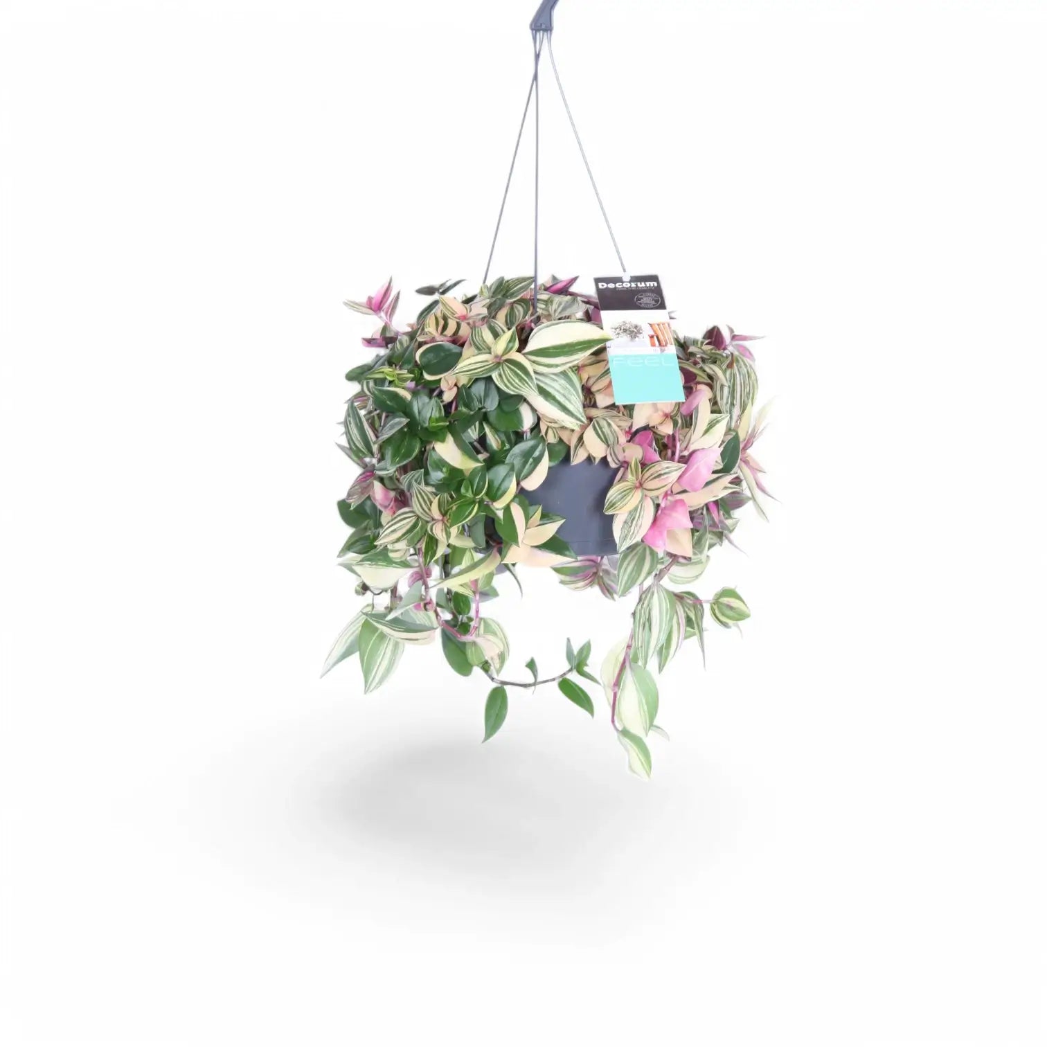 Tradescantia mundula 'Lisa' potted plant in nursery pot on white background.