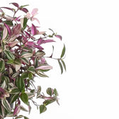 Tradescantia mundula 'Lisa' potted plant in nursery pot on white background.