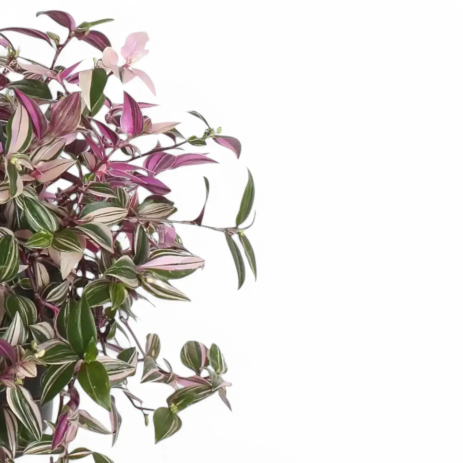 Tradescantia mundula 'Lisa' potted plant in nursery pot on white background.