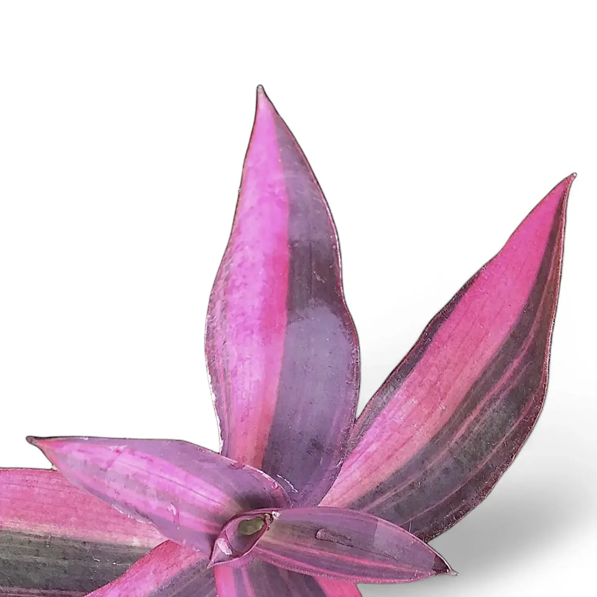 house plant with pink stripes on leaves Tradescantia pallida 'Pink Stripe' – Purple Leaves with Pink Lines