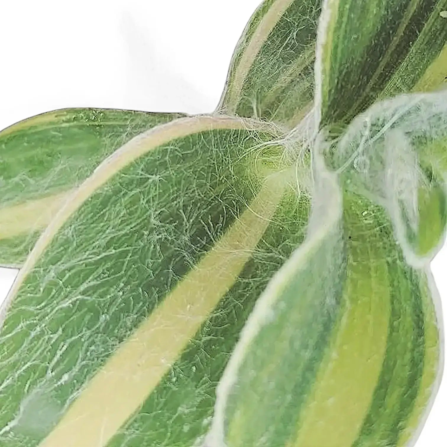 Tradescantia sillamontana ‘Gold Stripes’ close-up of leaf on white background.