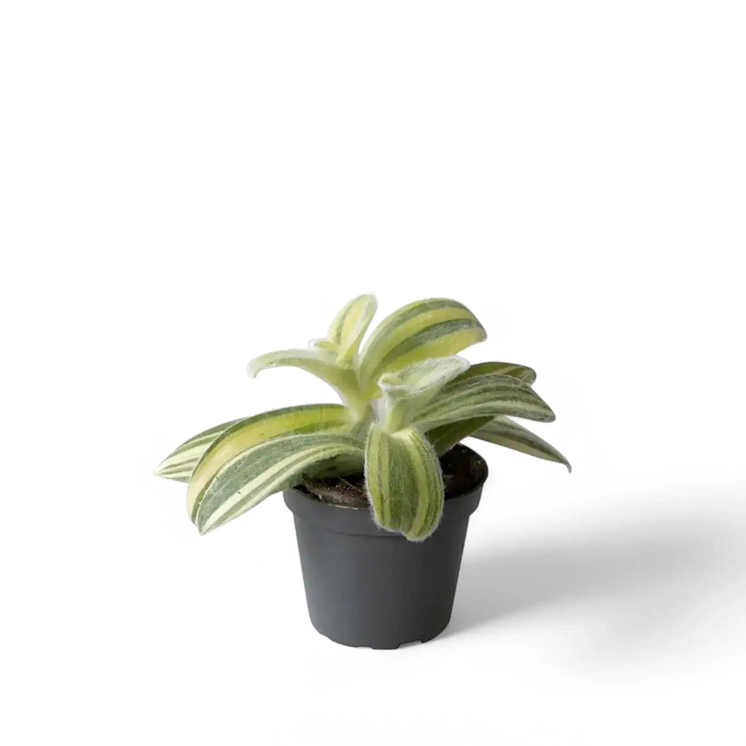 Tradescantia sillamontana ‘Gold Stripes’ potted plant in nursery pot on white background.