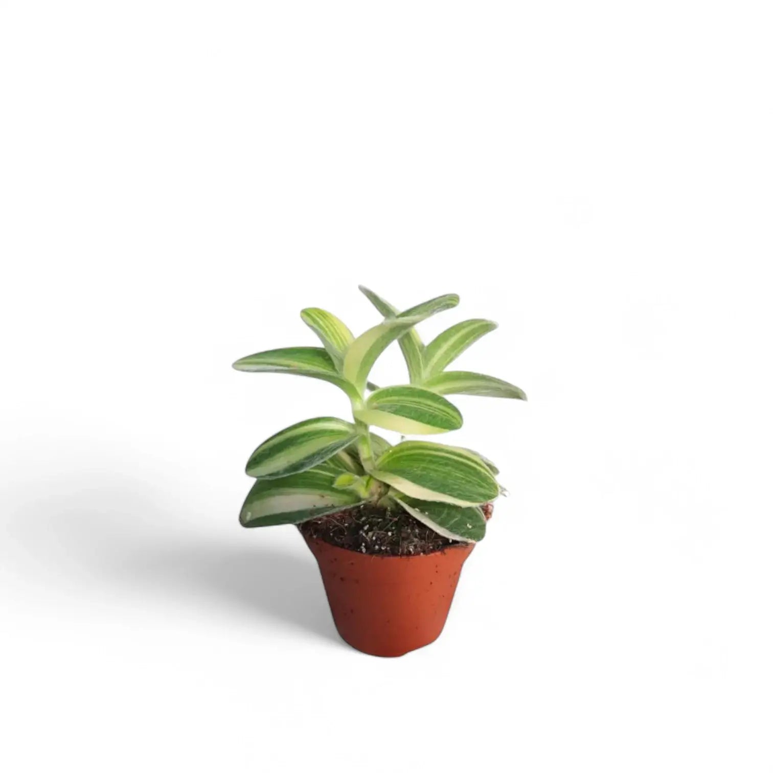 Tradescantia sillamontana ‘Gold Stripes’ potted plant in nursery pot on white background.