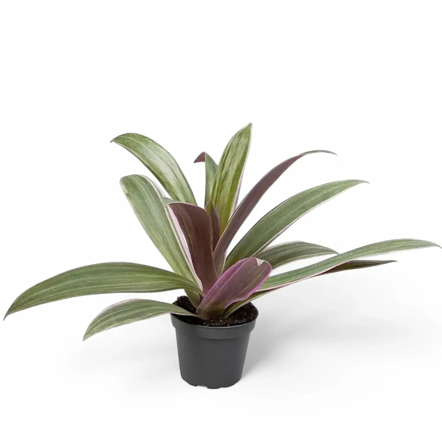Tradescantia spathacea 'Sitara' aka 'Tricolor' potted plant in nursery pot on white background.