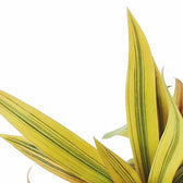 Tradescantia spathacea 'Sitara Gold' leaf close-up on white background.