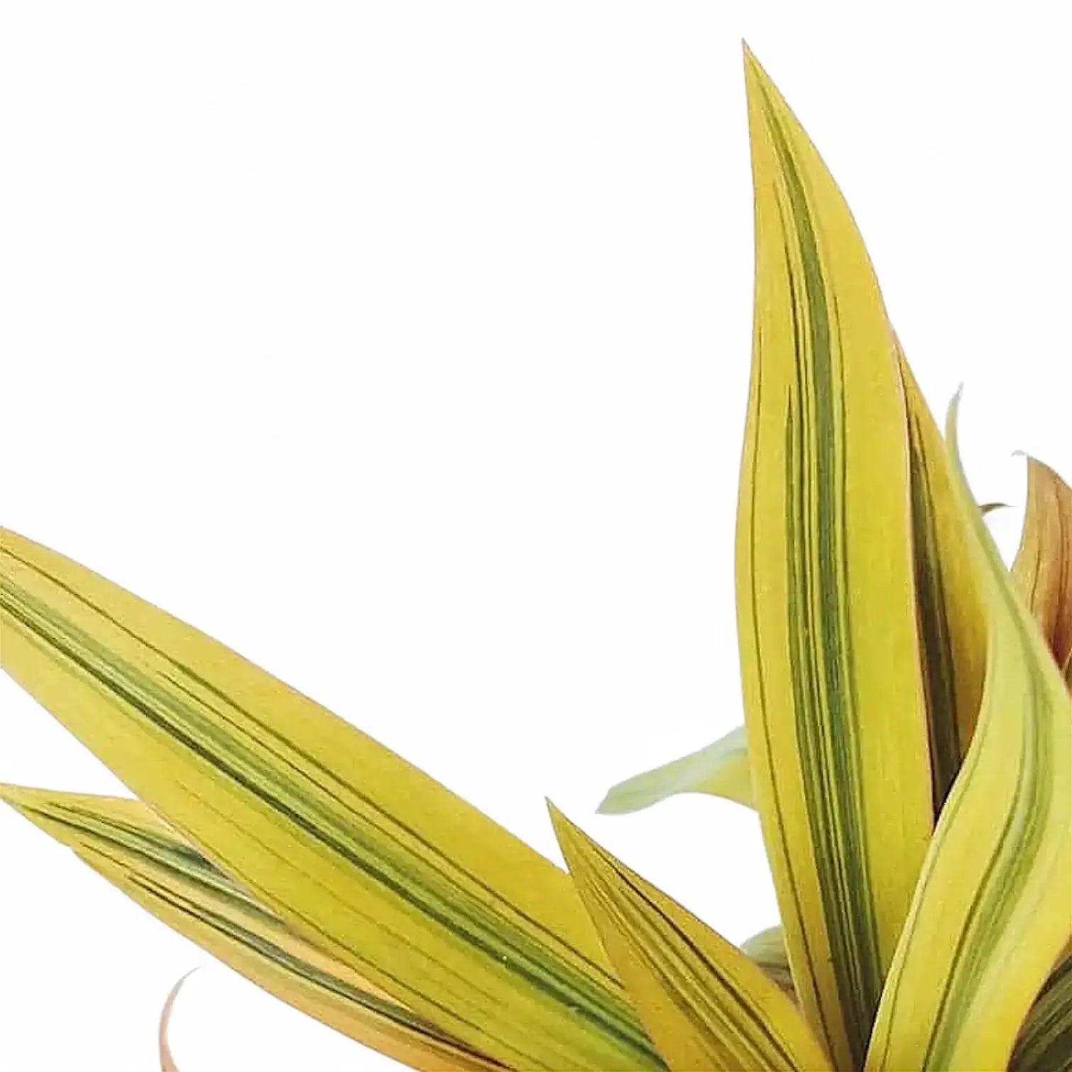 Tradescantia spathacea 'Sitara Gold' leaf close-up on white background.