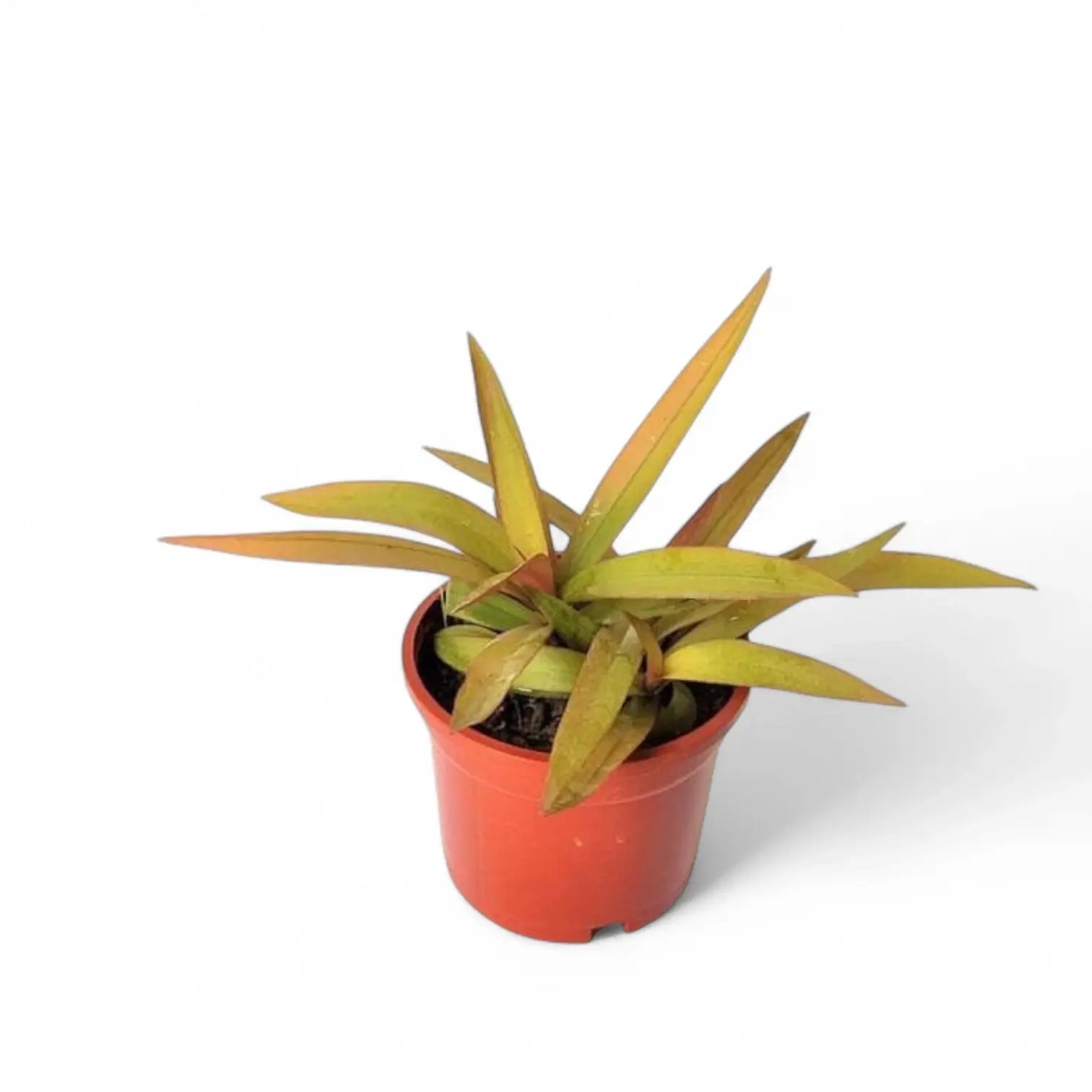 Tradescantia spathacea 'Sitara Gold' potted plant in nursery pot on white background.