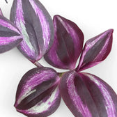 Tradescantia zebrina 'Burgundy' aka 'Purple Joy' close-up of leaf on white background.