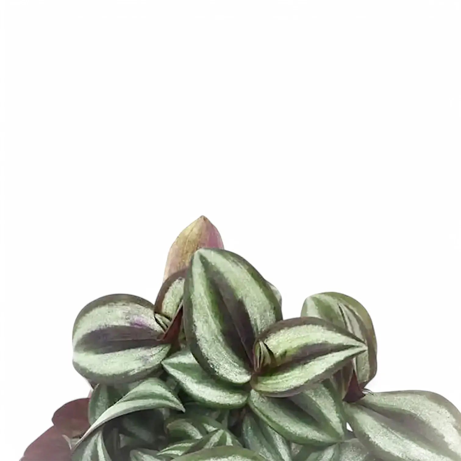 Nahaufnahme eines Blatts von Tradescantia zebrina ‘Superba' vor weißem Hintergrund.