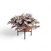Nahaufnahme von Tradescantia zebrina ‘Sweetness’ in Kokodama vor weißem Hintergrund.