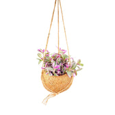 Tradescantia zebrina 'Sweetness' in Kokodama – Zimmerpflanze im Kulturtopf auf weißem Hintergrund, Produktfoto 2.