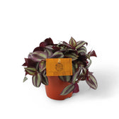 Tradescantia zebrina 'Violet Hill' (auch 'Pink Joy') – Zimmerpflanze im Kulturtopf auf weißem Hintergrund, Produktfoto 4.
