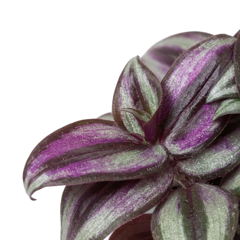 Blattoberseiten von Tradescantia zebrina ‘Violet Hill’ mit violetten und silbrigen Streifen