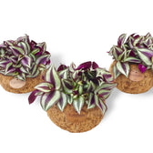 Tradescantia zebrina 'Violet Hill' in Kokodama – Zimmerpflanze im Kulturtopf auf weißem Hintergrund, Produktfoto 3.