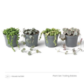 Trailing Babies plant set with four trailing plants lined up in grey nursery pots