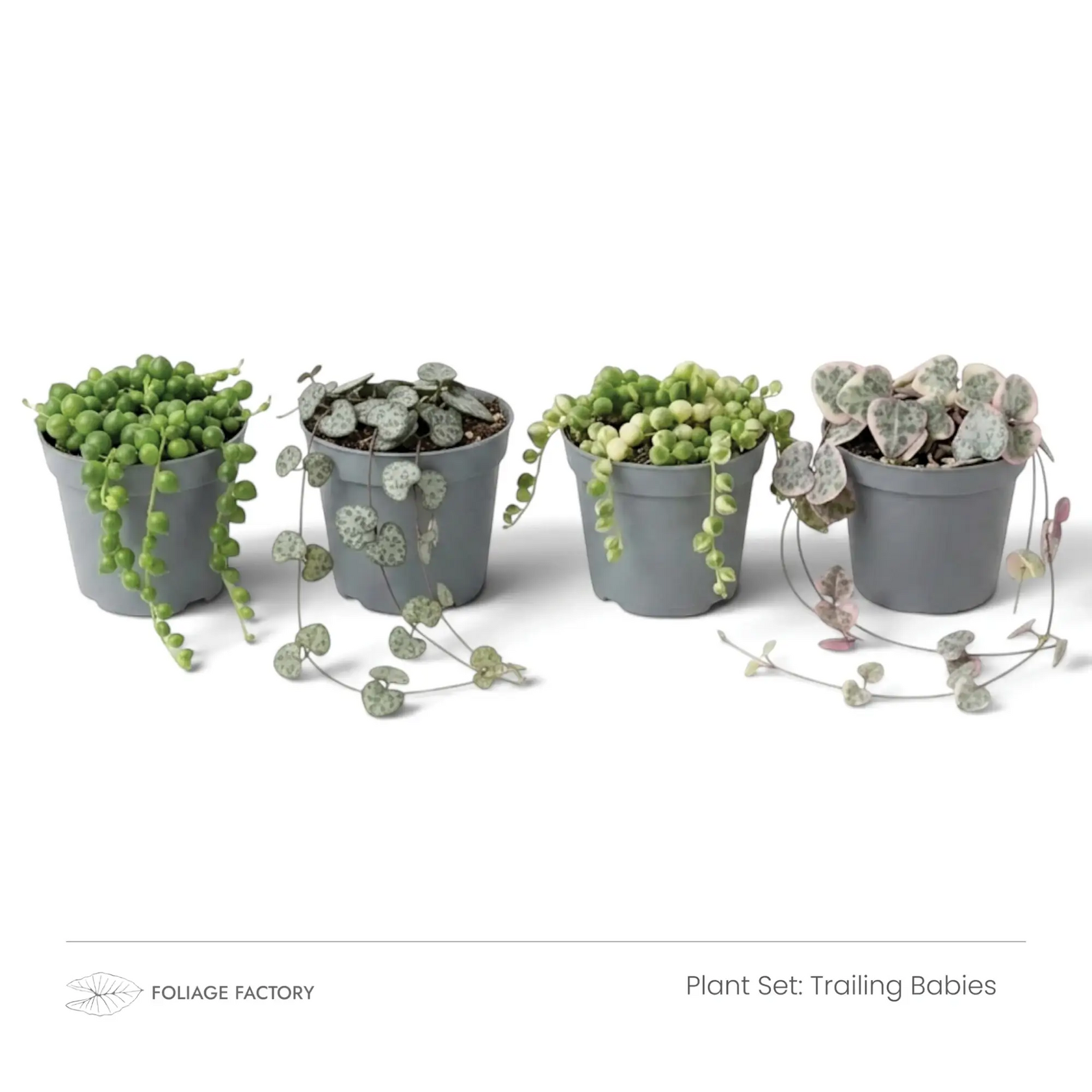 Trailing Babies plant set with four trailing plants lined up in grey nursery pots