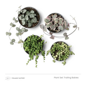 Trailing Babies plant set with four trailing plants in nursery pots, viewed from above