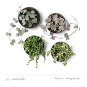 Trailing Babies plant set with four trailing plants in nursery pots, viewed from above