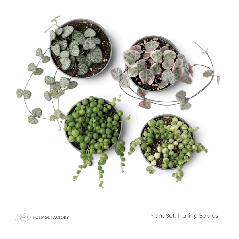 Trailing Babies plant set with four trailing plants in nursery pots, viewed from above