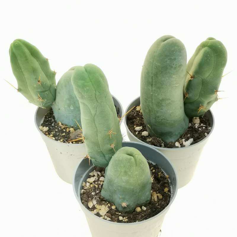 Trichocereus bridgesii f. mostruosa Zimmerpflanze im Anzuchttopf vor weißem Hintergrund, Produktfoto 3.