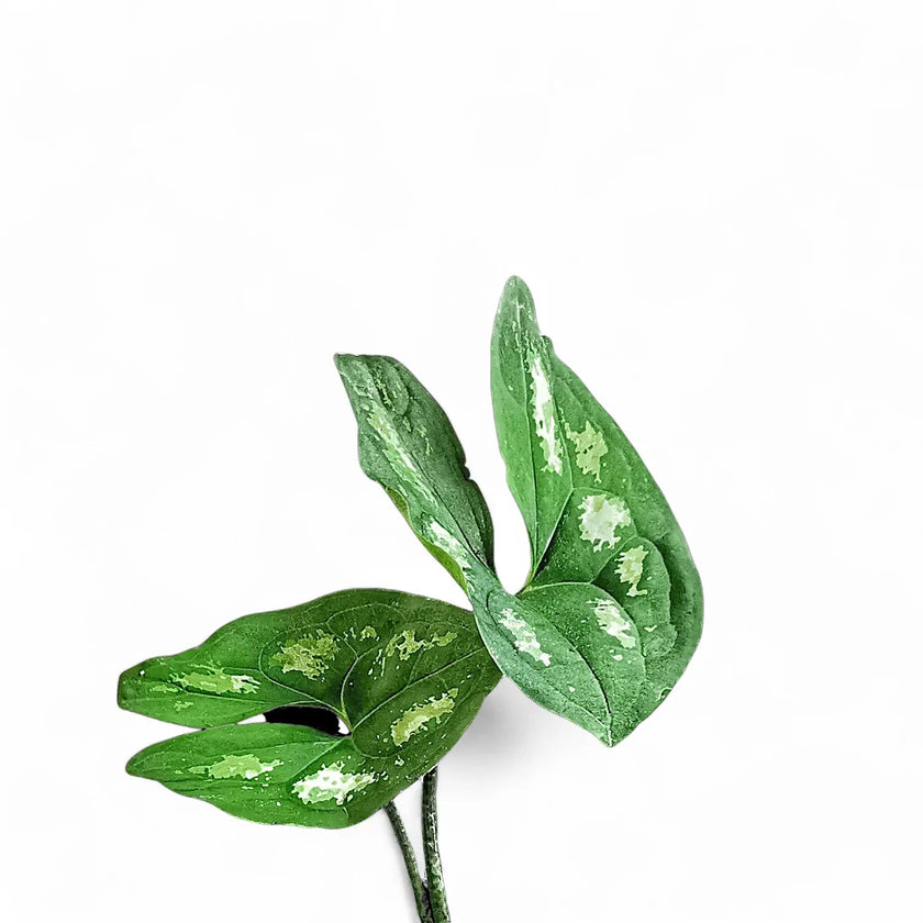 Ulearum donburnsii leaf close-up on white background.