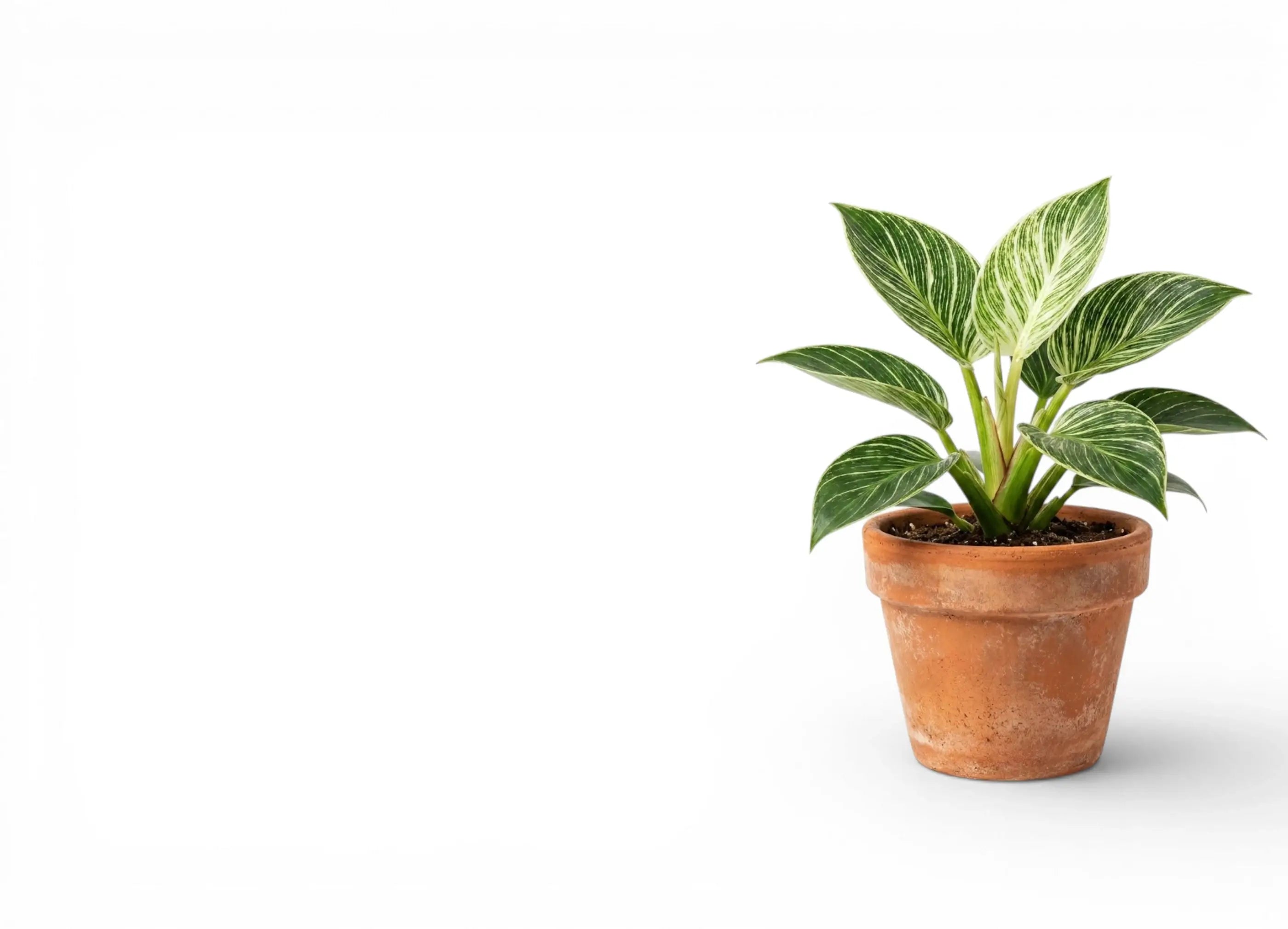 Potted plant on a white background
