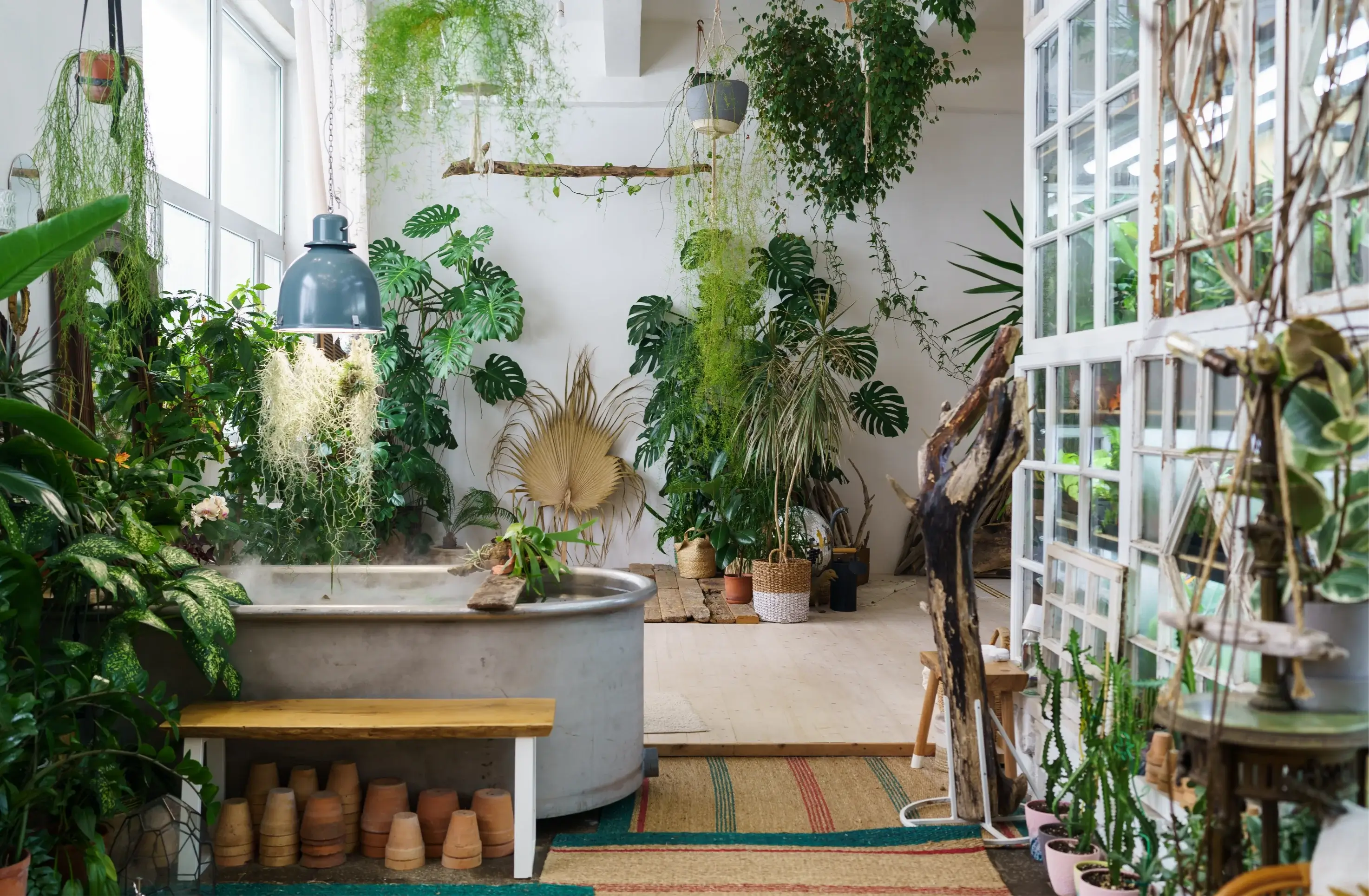 Indoor setting with various houseplants featuring a cozy and natural ambiance.